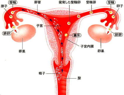 卵 管 造影 後 妊娠 した ブログ